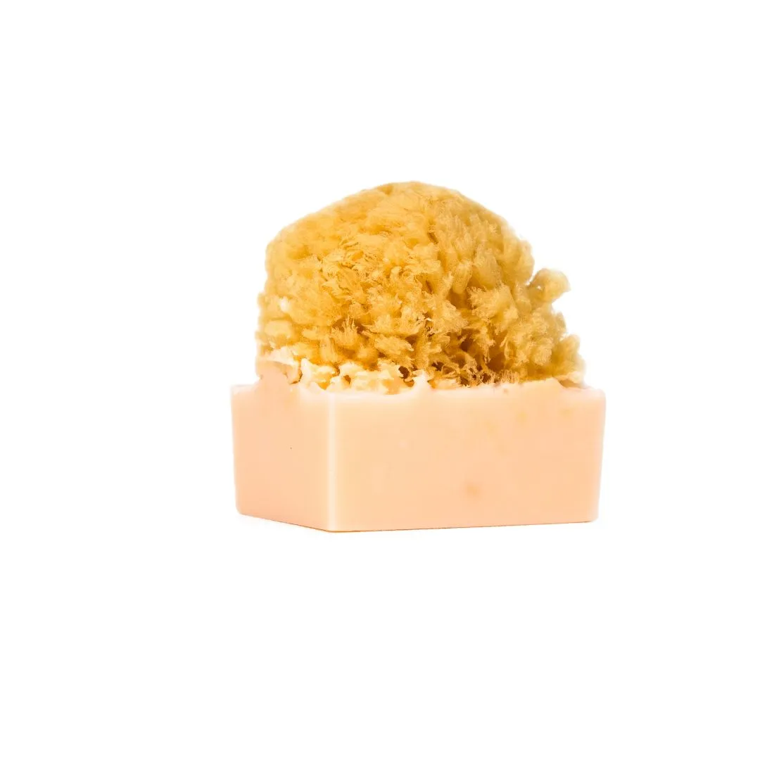 Shea Butter<br>Ultra-moisturizer | Anti-aging